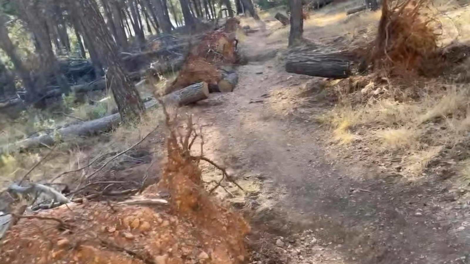 El peligro oculto en los cerros de Jaén: Cientos de pinos caídos amenazan con un gran incendio forestal